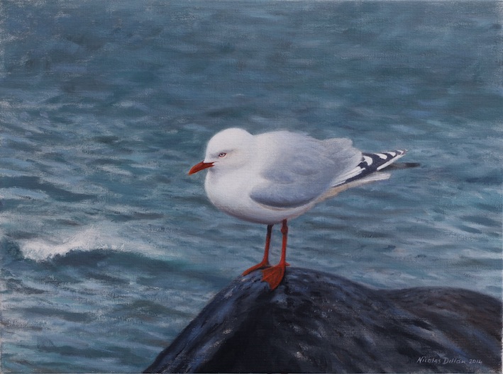 Nicolas Dillon | Red Billed Gull | oil on canvas | McATamney Gallery | Geraldine NZ